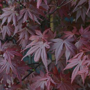 Acer palmatum 'Skeeter's Broom' 15L