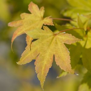 Acer palmatum 'Summer Gold' 20L