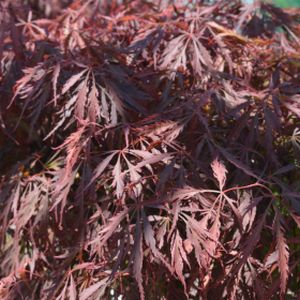 Acer palmatum var. dissectum 'Crimson Princess' 3L