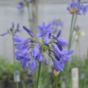 Agapanthus 'Torbay' 2L