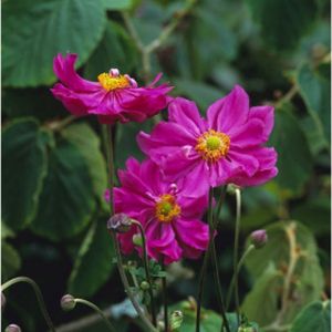 Anemone hupehensis var. japonica 'Bressingham Glow' 2L