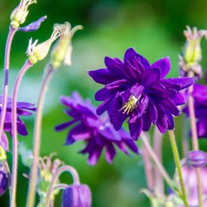 Aquilegia vulgaris var. stellata 'Blue Barlow' 3L