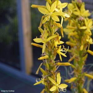 Asphodeline lutea 2L