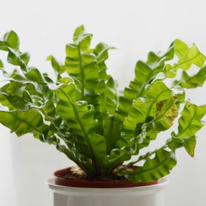 Asplenium nidus 'Crispy Wave' (12cm Pot)