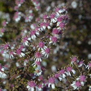 Aster laterifolium var. horizontalis (AGM) 2L