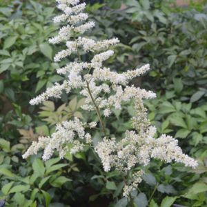 Astilbe x arendsii 'Bridal Veil' ('Brautschleier') (AGM) 3L