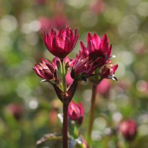 Astrantia major 'Ruby Wedding' 2L