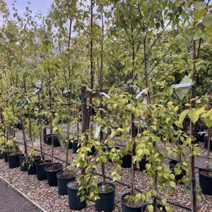 Betula utilis 'Fascination' (Multi-Stem) 25L