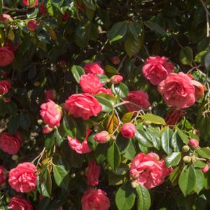 Camellia japonica 'Drama Girl' 3L