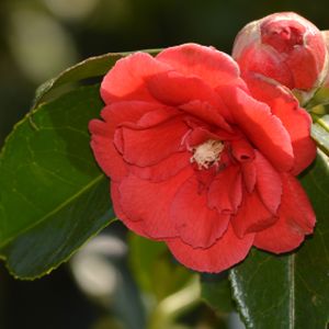 Camellia japonica 'Grand Slam' 3L