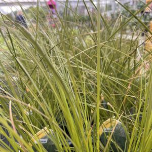 Carex testacea (10.5cm Pot)