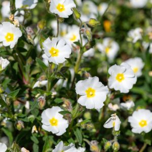 Cistus salviifolius 3L