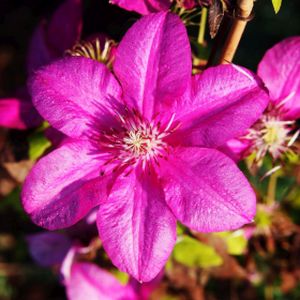 Clematis 'Kardynal Wyszynski' 3L