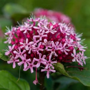 Clerodendrum bungei 3L