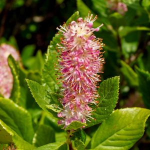 Clethra alnifolia 'Ruby Spice' 3L