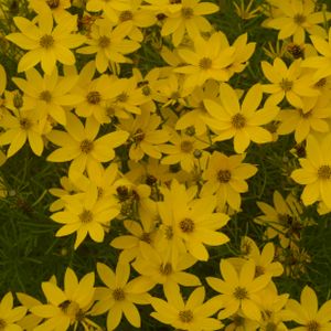 Coreopsis verticillata 'Zagreb' 2L