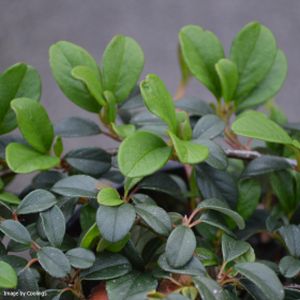 Cotoneaster dammeri (AGM) 3L