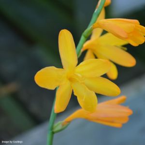 Crocosmia x crocosmiiflora 'George Davison' 2L