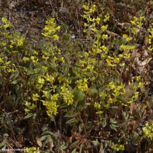 Epimedium x perralchicum 'Frohnleiten' 2L