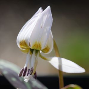 Erythronium dens-canis 'Snowflake' 2L