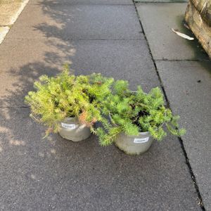 Euphorbia cyparissias 'Orange Man' 3L