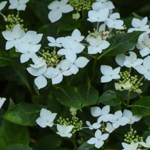 Hydrangea macrophylla 'Lanarth White' (AGM) 3L