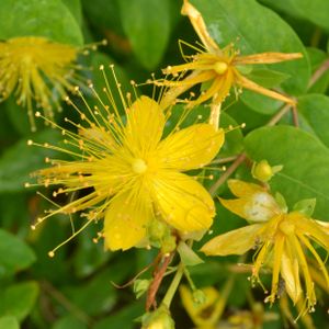 Hypericum kouytchense 3L