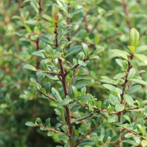 Ilex crenata 'Stokes' 2L