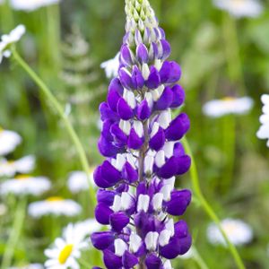 Lupinus 'The Governor' 3L