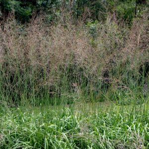 Molinia caerulea arundinacea 'Transparent' 2L