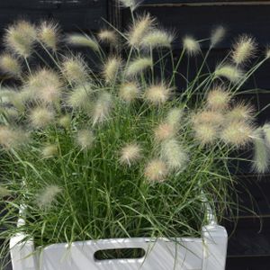 Pennisetum villosum (syn. longistylum) (AGM) 3L