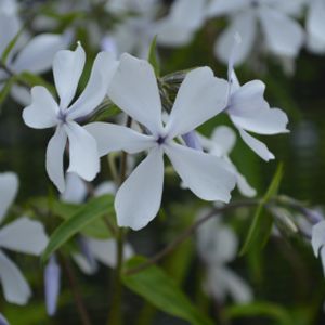 Phlox divaricata 'May Breeze' 2L