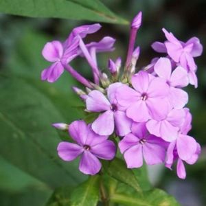 Phlox paniculata 'Blue Boy' 2L