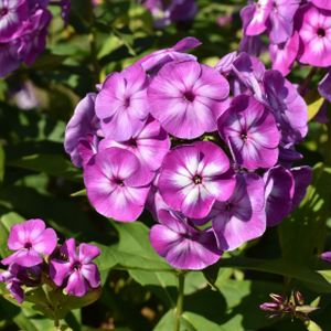 Phlox paniculata 'Laura' 2L