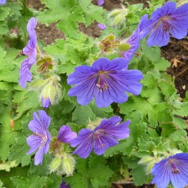 Geranium ibericum 2L - Coolings Garden Centre