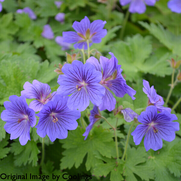 Geranium x magnificum 'Rosemoor' 2L - Coolings Garden Centre