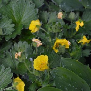 Potentilla megalantha (AGM) 2L