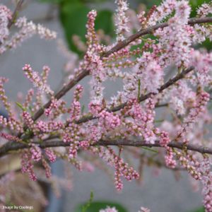 Tamarix tetrandra (AGM) 3L