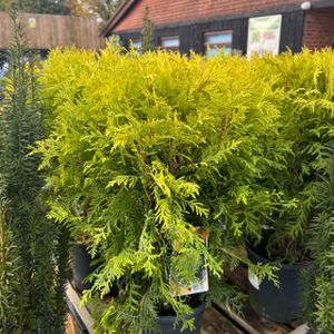 Thuja occidentalis 'Golden Globe' 3L