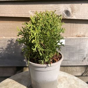 Thuja occidentalis 'Hetz Midget' 1L