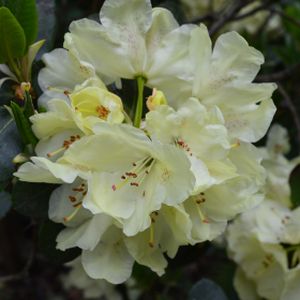 Rhododendron 'Goldkrone' (Hybrid) 7.5L