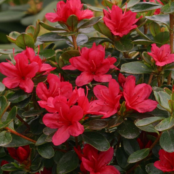 Azalea Rhododendron 'Hino-crimson' 3L - Coolings Garden Centre