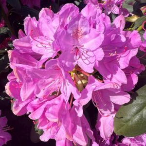 Rhododendron 'Roseum Elegans' (Hybrid) 35L