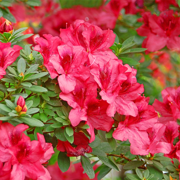 Azalea Rhododendron 'Vuyk's Scarlet' (AGM) 4L - Coolings Garden Centre