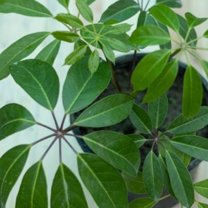 Schefflera actinophylla 'Amate' (24cm Pot)