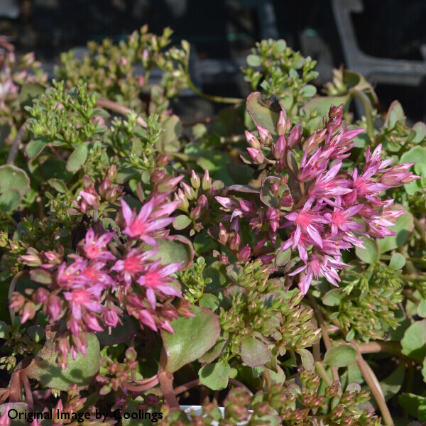 Sedum Spurium Dragon S Blood Agm 2l Coolings Garden Centre