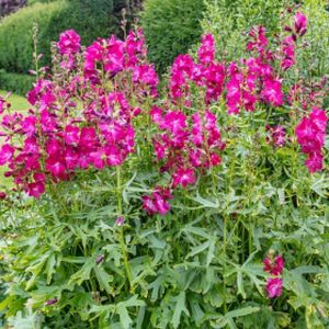 Sidalcea 'Party Girl' 2L