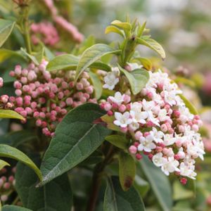 Viburnum tinus 'Spring Bouquet' 3L