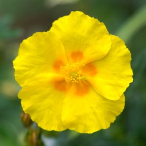 Helianthemum 'Ben Fhada' 1L