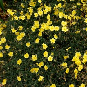 Helianthemum 'Wisley Primrose' (AGM) 1L